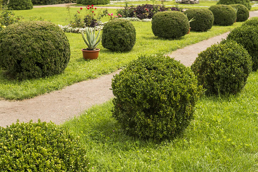 Shrubbery Trimming - Landscaping Services Springfield Nixa Ozark MO